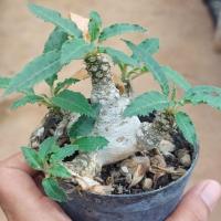 ราคา มะพร้าวทะเลทราย Dorstenia Foetida ฟอร์มกอ (26355542244)