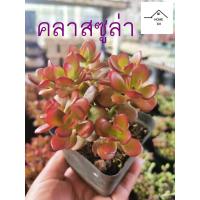 ราคา กุหลาบหิน คลาสซูล่า ต้นใหญ่ ต้นไม้สวรรค์ หรือ ใบเงิน (19731013059)