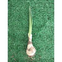 ราคา ว่านมหาโชค1หัว ชำแล้วแทงหน่อ(รอบหัว10-15cm).หนึ่งในว่านชุดไตรภาคี ไม้มงคล ว่านมงคล หัวว่านมหาโชค (11817696077)