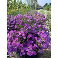 ราคา ต้นพันธุ์คัตเตอร์ม่วง ชุดละ 25 ต้น (18595927578)