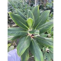 ราคา ต้นหยกกาญจนา กระถาง 8” (13999000951)