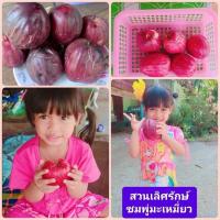 ราคา ชมพู่มะเหมี่ยว,ชมพู่มะเหมี่ยวไทยโบราณ..ต้นเพาะเมล็ดขนาดจิ๋ว.(ชุดละ 2ต้น.89 บาท) (27428373798)