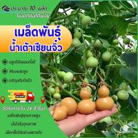 ราคา 10เมล็ด เมล็ดพันธุ์น้ำเต้าเซียนจิ๋ว น้ำเต้าจิ๋ว เมล็ดน้ำเต้าเซียนจิ๋ว ปลูกง่าย ผลดก ทานได้ โชคดี (25645683286)