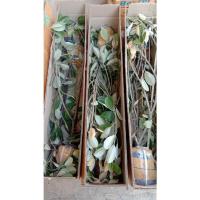 ราคา ต้นละมุดสีดา ผลไม้โบราณหาทานยาก ต้นละ 249.- (14557423943)