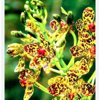 ราคา ว่านเพชรหึงหรือว่านหางช้างกล้วยไม้ยักษ์20-50ซม. (25534145901)