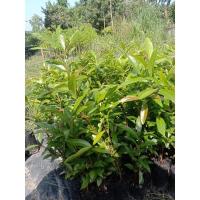 ราคา ต้นชมพู่น้ำดอกไม้ขายเป็นชุด 10 ถุง 150 บาท (17296422365)