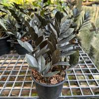 ราคา กวักมรกตใบดำ ส่งต้นพร้อมกระถาง ขนาดกระถาง 5-6 นิ้ว (24256817542)