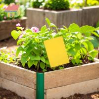 ราคา ✿อ้างอิง✿ที่มีคุณภาพสูง100แพ็คสองด้านดักเหนียวกันน้ําสองด้านดักเหนียวสําหรับกินพืชผลไม้แมลงวันกับดักสําหรับเชื้อรานันทสีขาวเพลี้ยใบมิเนอ (43211458051)