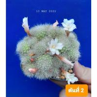 ราคา รีบูเทียแคคตัส ดอกสีขาว ..หน่อเยอะล้นกระถาง ขายต้นในภาพเลยค่ะ (17066149489)