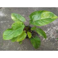 ราคา กวักพระพรหมป่าด่าง (12462622987)