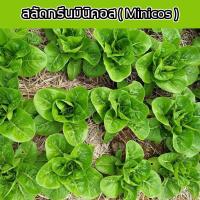 ราคา เมล็ดผักสลัด กรีนมินิคอส(Minicos) 100 เมล็ด 10 บาท งอกดีมีคู่มือการปลูก / ผักอินทรีย์ เมล็ดพันธ์ุ สลัดรวม เมล็ดผัก (6754125548)