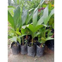 ราคา ต้นหมากเตี้ยพันธุ์หมากเตี้ยปลูกเพื่อเก็บผลหรือทำบอนไซ ต้นสูง40-45ซม.ส่งพร้อมถุงดำ (21080001094)