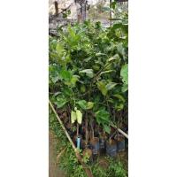 ราคา ส้มโอทับทิมสยามกิ่งตอน พันธุ์แท้ติดผลเร็ว (54550800175)