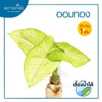 ราคา ต้นออมทอง (จำนวน 1 ต้น) ไม้ฟอกอากาศ สามารถปลูกในน้ำได้ต้นไม้มงคล ต้นไม้น้ำ ต้นไม้ (2641893637)