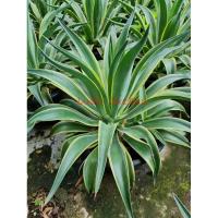 ราคา ต้นอากาเว่ "ปากนกแก้ว" (Agave attennuata) (5072893610)