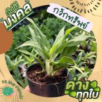 ราคา ต้นกวักทรัพย์ ต้นไม้มงคล กวักเงินกวักทองเข้าบ้าน พร้อมกระถ่าง 3 นิ้ว (15552273757)