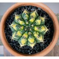 ราคา ยิมโนคาไลเซียม (Gymnocalycium) (25800761680)