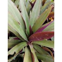 ราคา ว่านกาบหอย​ ไม้สวยงาม (7162559945)