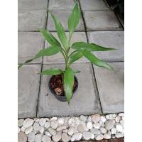 ราคา ต้น ไผ่กวนอิม ใบด่าง ไม้มงคล พร้อมกระถาง 3" (20301144382)