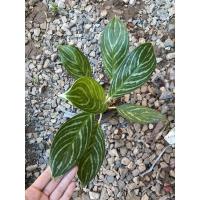 ราคา ต้นคฑาเงิน คฑาเงิน ต้นไม้มงคล (3164729377)