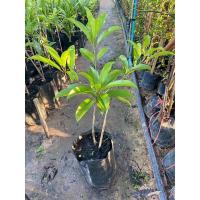 ราคา ละมุดกระสวยมาเลย์ ทาบกิ่ง (9580602903)