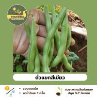 ราคา เมล็ดพันธุ์ถั่วแขกสีเขียว ถั่วแขกสีเขียว เมล็ดพันธุ์ผักพื้นบ้าน (เมล็ดพันธุ์แท้เก็บเมล็ดขยายพันธุ์ต่อได้) (42555316919)