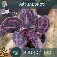 ราคา ต้นคล้า นกยูงแดง ต้นคล้า ต้นไม้มงคล ต้นไม้สีชมพู ตกแต่งบ้าน จัดส่งพร้อมกระถาง (16101197165)