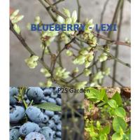 ราคา ต้นบลูเบอรี่ Blueberry LEXI อายุ 4 ปี+ สูง 40-70 ซ.ม. ต้นไม้นำเข้า (20277235006)