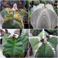 ราคา เมล็ดกระบองเพชร แอสโตรไมริโอ มิกซ์(Astrophytum myriostigma mix) (5534939948)