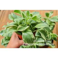 ราคา ต้นเปเปอร์หยกด่าง,เปเปอร์ด่าง Paperomia Obtusifolia (10882580375)