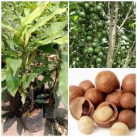 ราคา ต้น แมคคาเดเมีย ต้นแมคคาเดเมีย มะคาเดเมีย แมคาเดเมีย macadamia (7659708141)