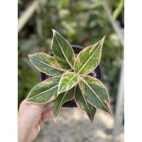 ราคา อโกลนีมา พลอยชมพู Aglaonema (12797045794)