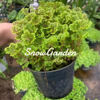 ราคา เฟิร์นกนก อินโดเลื้อย / ต้นเฟิร์นกนกนารีแคระ พร้อมกระถาง4นิ้ว (5074918688)