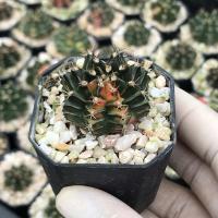 ราคา กระบองเพชร ยิมโนด่าง ไม้เพาะเมล็ด ยิมโน แคคตัส cactus (11126241647)