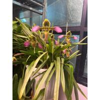 ราคา รองเท้านารีเหลืองเลย (21685012882)