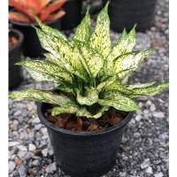 ราคา ต้นเพชรน้ำหนึ่ง ไม้พุ่มขนาดเล็ก (10713225640)