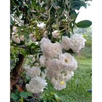 ราคา กุหลาบพวง กิ่งพันธุ์ต้นกุหลาบพวงกุหลาบเลื้อย ดอกสีขาว ออกดอกทั้งปีดอกมีกลิ่นหอมสวยงามกุหลาบสีชมพูโบราณ (27875626036)