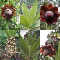 ราคา 10 เมล็ดพันธุ์ กล้วยผาแดง กล้วยโบราณหายาก (Ensete superbum) (23073013286)