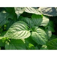 ราคา ต้นพันธุ์ ยี่หร่า ถุงดำพร้อมปลูก 29 บาท cumin เทียนขาว เป็นยาสมุนไพรพื้นบ้าน โดยนำทั้งต้นมาตากให้แห้งแล้วต้มน้ำ (29784253232)