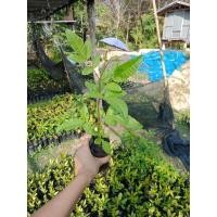 ราคา ต้นกล้ามะตูมแขก มะตูมซาอุ(1ชุด4ต้น)#ชุดละ100 (8812488112)