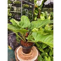 ราคา ต้นเศรษฐีรวยทรัพย์ ฟอร์มใหญ่พร้อมตั้งโชว์ ส่งทั้งกระถาง (41772300361)