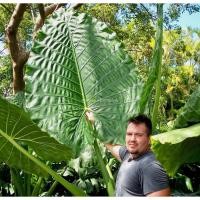 ราคา บอนกระดาดยักษ์, บอนยักษ์, ต้นกระดาด, ต้นบอน, Alocasia Borneo Giant (41519113366)