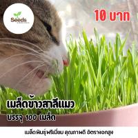 ราคา เมล็ดหญ้าแมวจากข้าวสาลี บรรจุ 100 เมล็ด (29612931572)