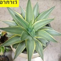 ราคา อากาเว่ใบด่าง ไม้มงคลน่าสะสม (15394004614)