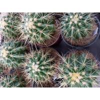 ราคา แคคตัส ถังทองต้นเล็ก (6892070188)