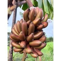 ราคา กล้วยนาคเตี้ย หรือนาคค่อม สายพันธุ์แท้ (40016057830)
