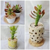 ราคา ว่านพญานาคราช ต้นพญานาคราช ไม้มงคล พร้อมกระถางขาว 4 นิ้ว (13847927966)