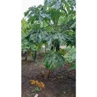 ราคา มะละกอแขกนวล #เมล็ดพันธ์มะละกอแขกนวลต้นเตี้ยลูกดก มะละกอส้มตำ มะละกอแขกนวลดำเนิน เมล็ดพันธ์พันธ์พืชผักสวนครัว เมล็ดพันธ์ (11948058961)