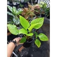 ราคา ต้นเสน่ห์จันทร์ทอง หรือ พัดโบกทอง กระถาง5.5" (13629088926)