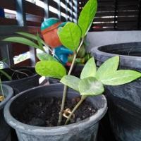 ราคา กวักมงคล​ กวักมรกต​ ไม้มงคลมงคล (7443698404)